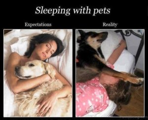 Sleeping-With-Pets